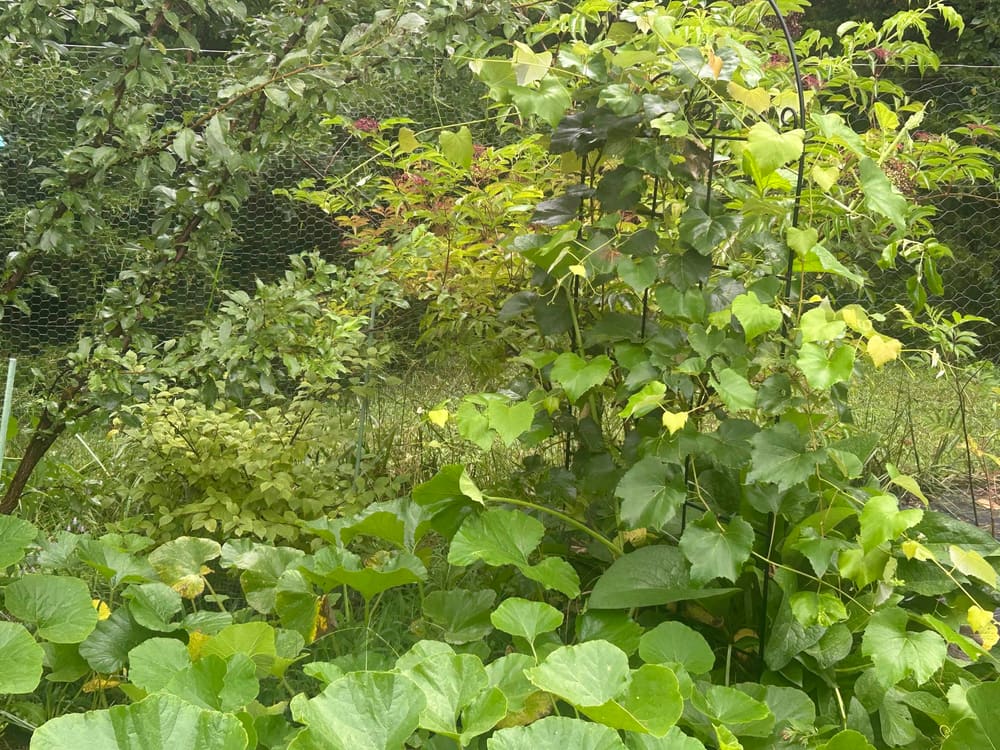 Mulched rows through the young food forest with grass beyond