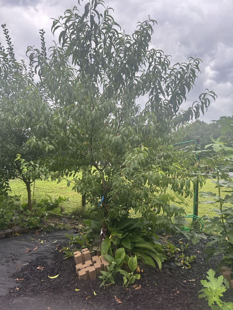 A young peach tree with its guild planting