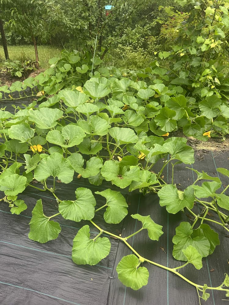 Pumpkin vines sprawling across landscape fabric with yellow blooms