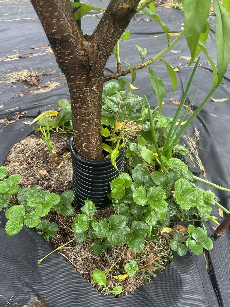 Strawberry runners rooting in around the base of a young tree