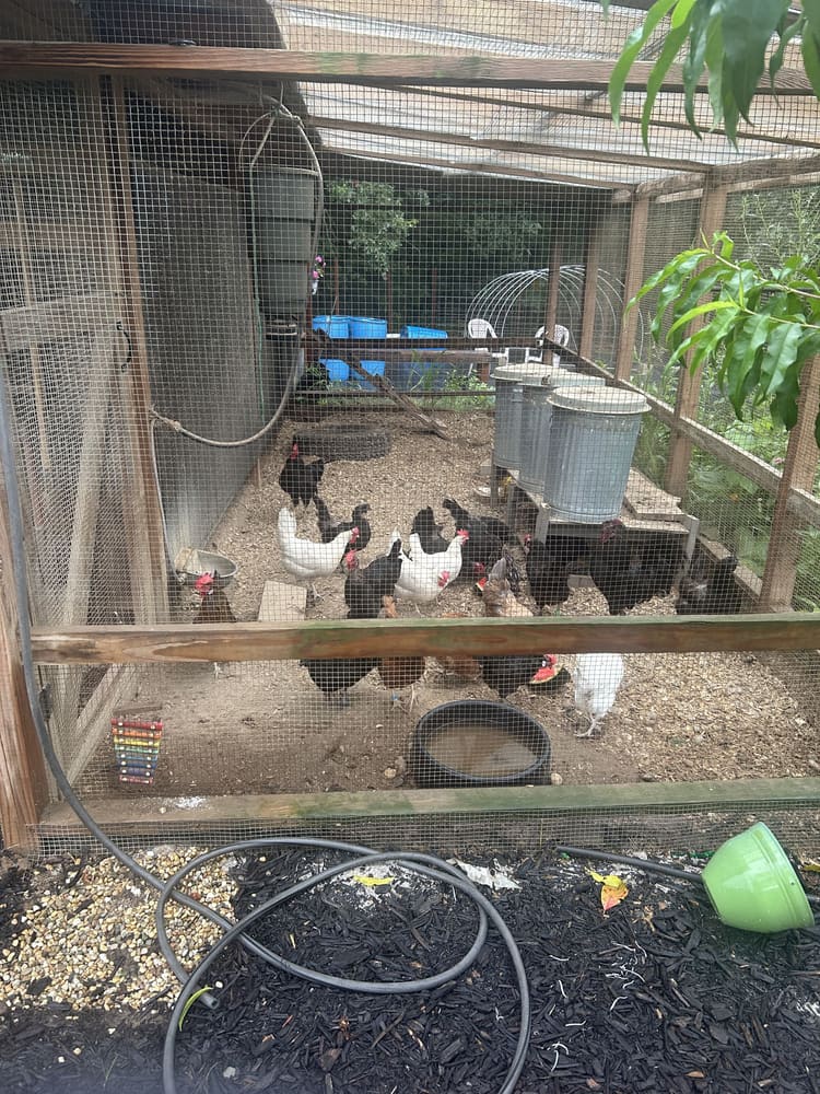The mixed laying flock inside the covered run