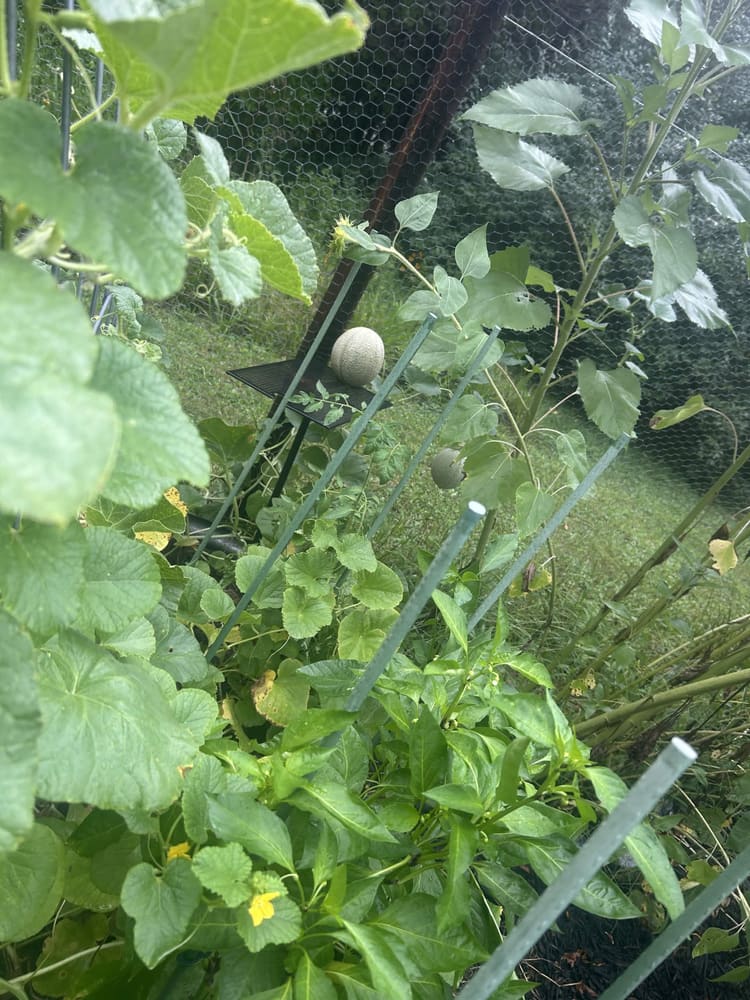 A watermelon ripening on the ground under protective netting