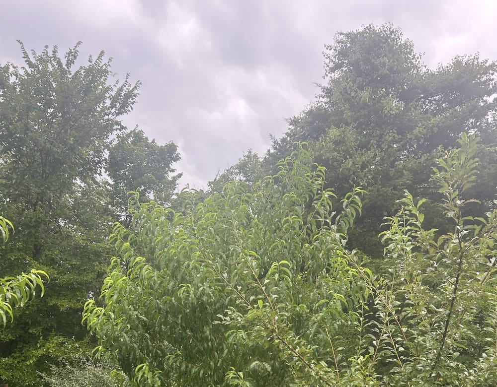 Young fruit trees in mulched rows through the food forest