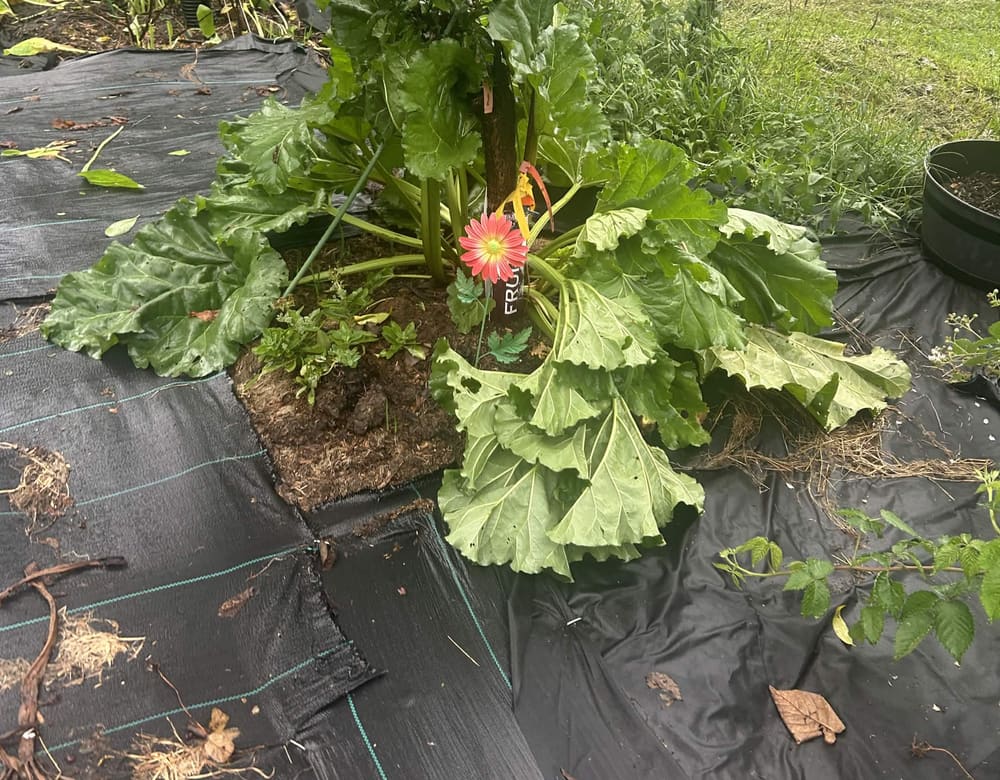 A flowering rhubarb crown beneath a multi-grafted cocktail tree