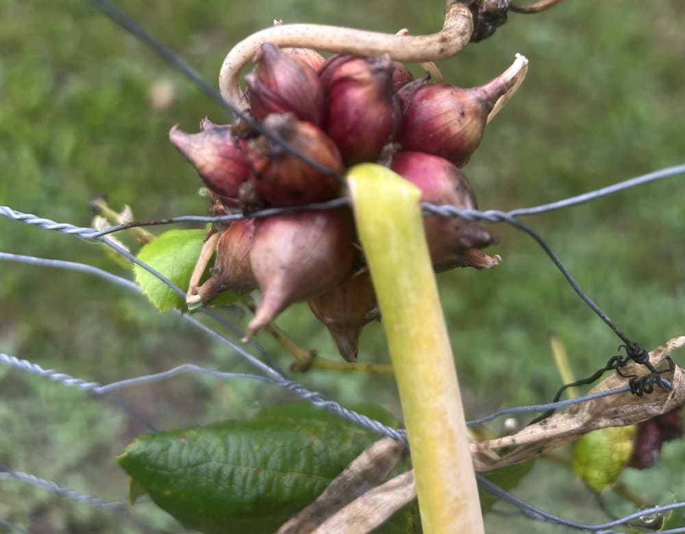 A crown of Egyptian walking onion bulbils on the stalk