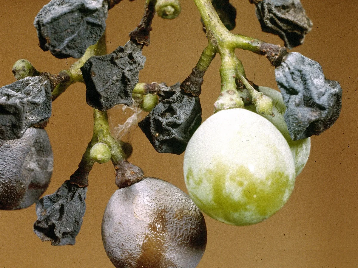 Grape cluster with berries mummified by black rot
