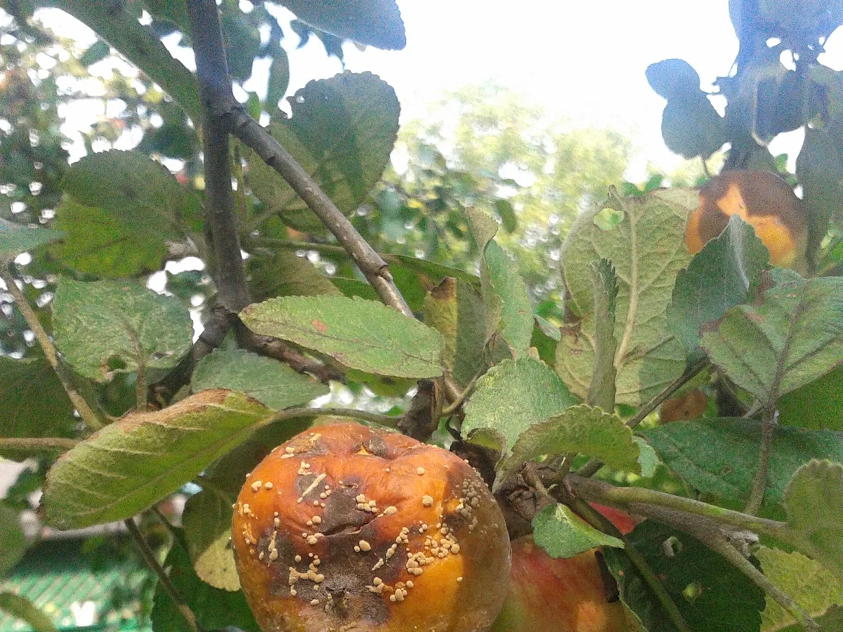 Apple rotting on the branch with concentric rings of brown rot