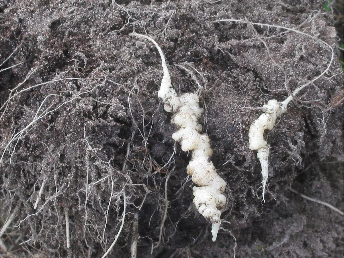 Cauliflower roots swollen and distorted by clubroot