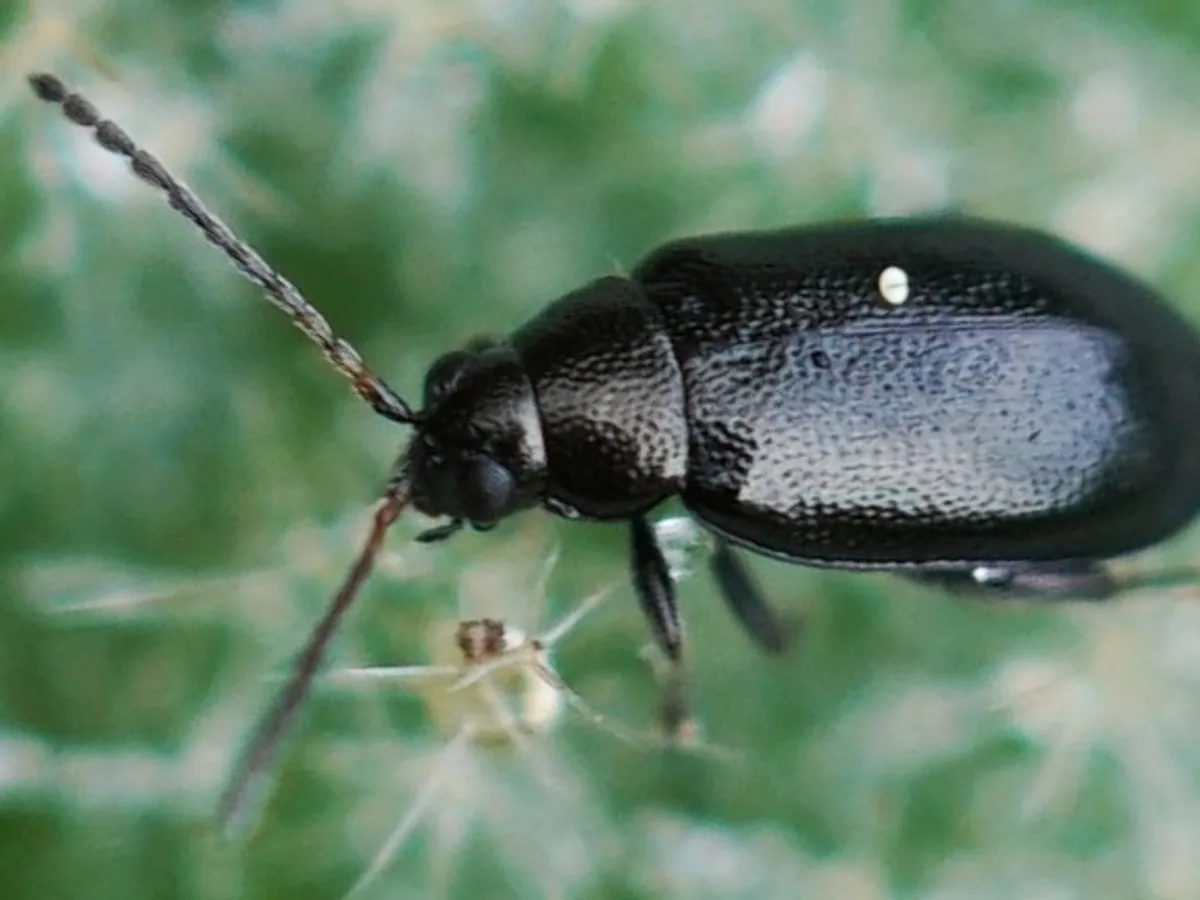 Crucifer flea beetle on a leaf, magnified