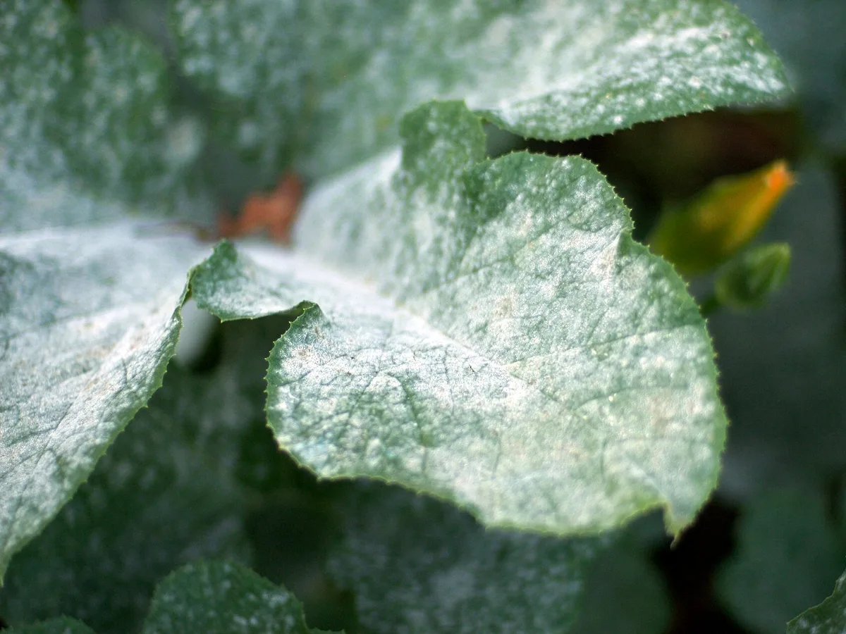 Powdery mildew coating pumpkin leaves white