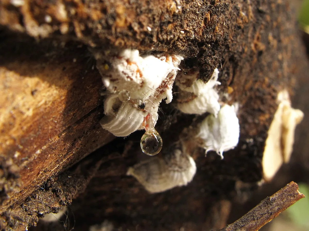 Cottony cushion scale on a branch with a honeydew droplet