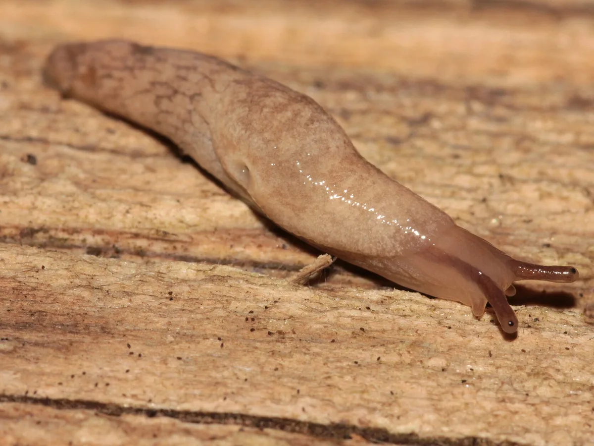 Gray field slug on wood