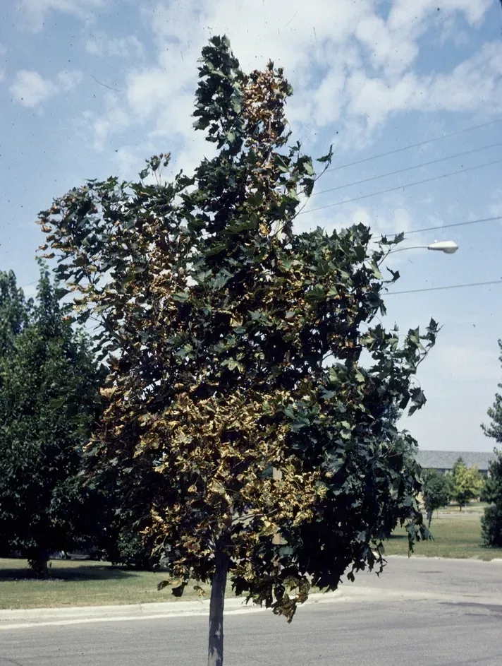 A recently planted street tree with thin, scorched foliage from transplant shock.