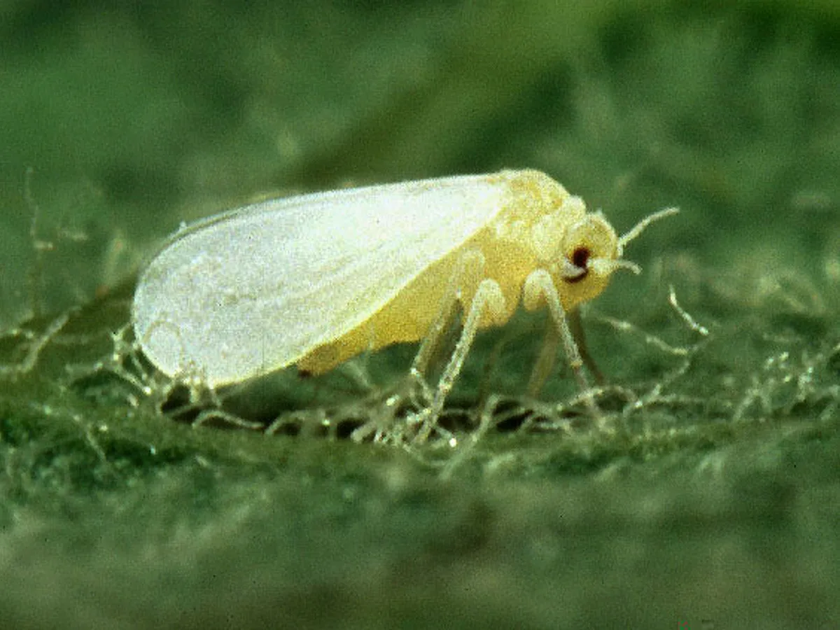 Silverleaf whitefly adult on a leaf, magnified