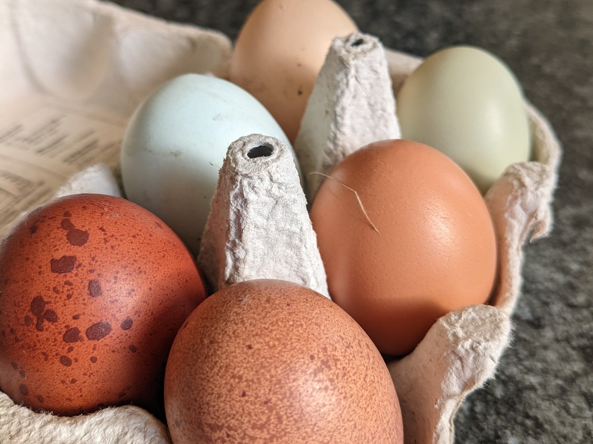 A dozen barnyard mix hatching eggs in shades of brown, cream and green