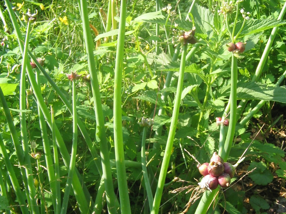 A cluster of Egyptian walking onion top-set bulbils